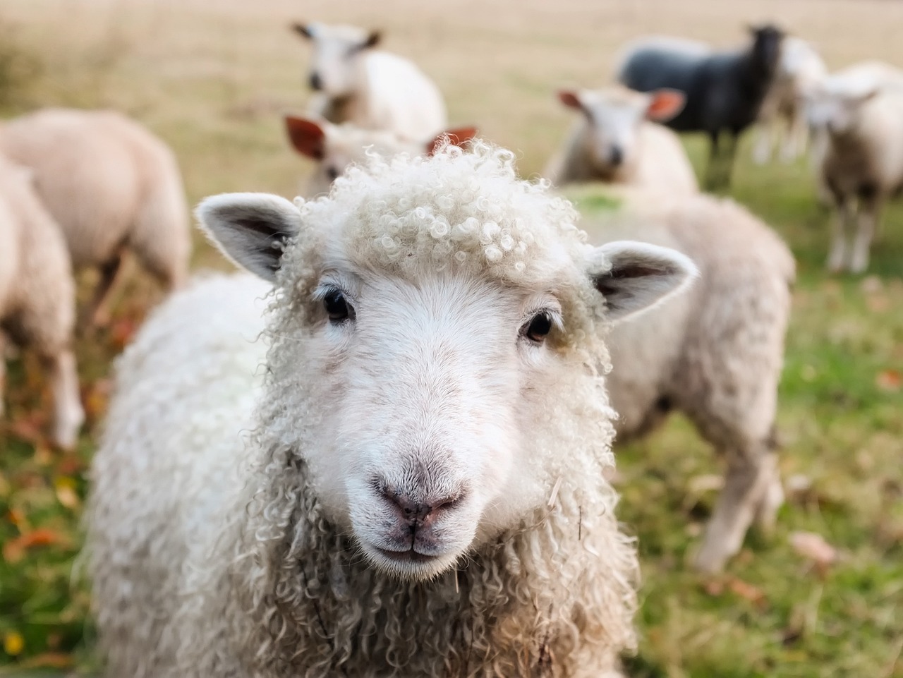 schapen-in-de-wei-met-1-schaap-kijkt-in-camera